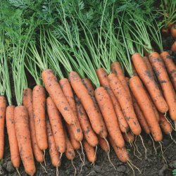 Marchew Napoli F1 100 tyś. nasion B-mox Primed precyzja st